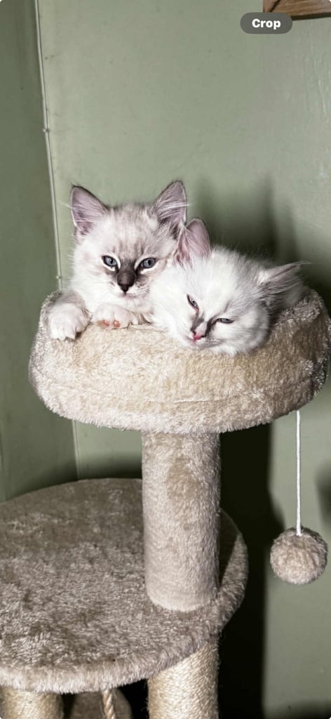 edinburgh kittens ragdoll