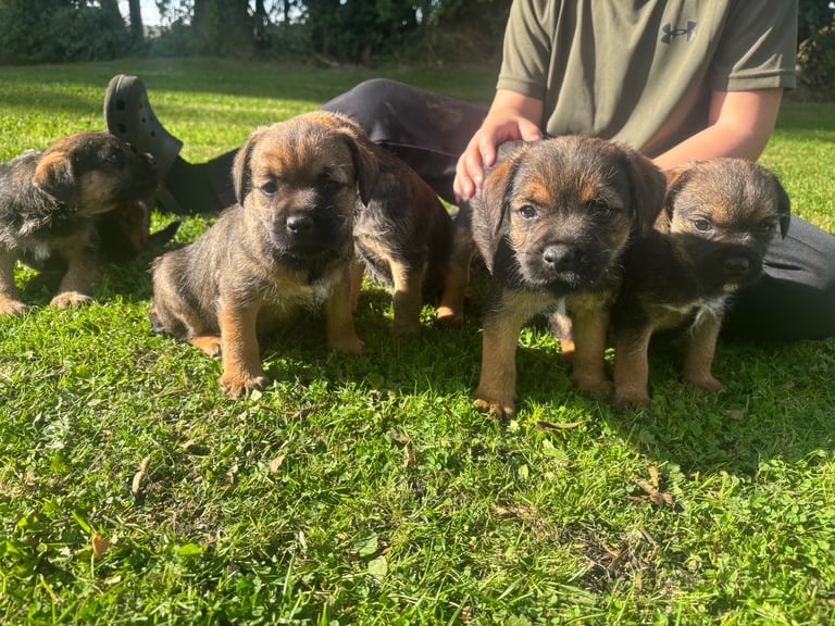 KC reg Border Terrier Puppies 