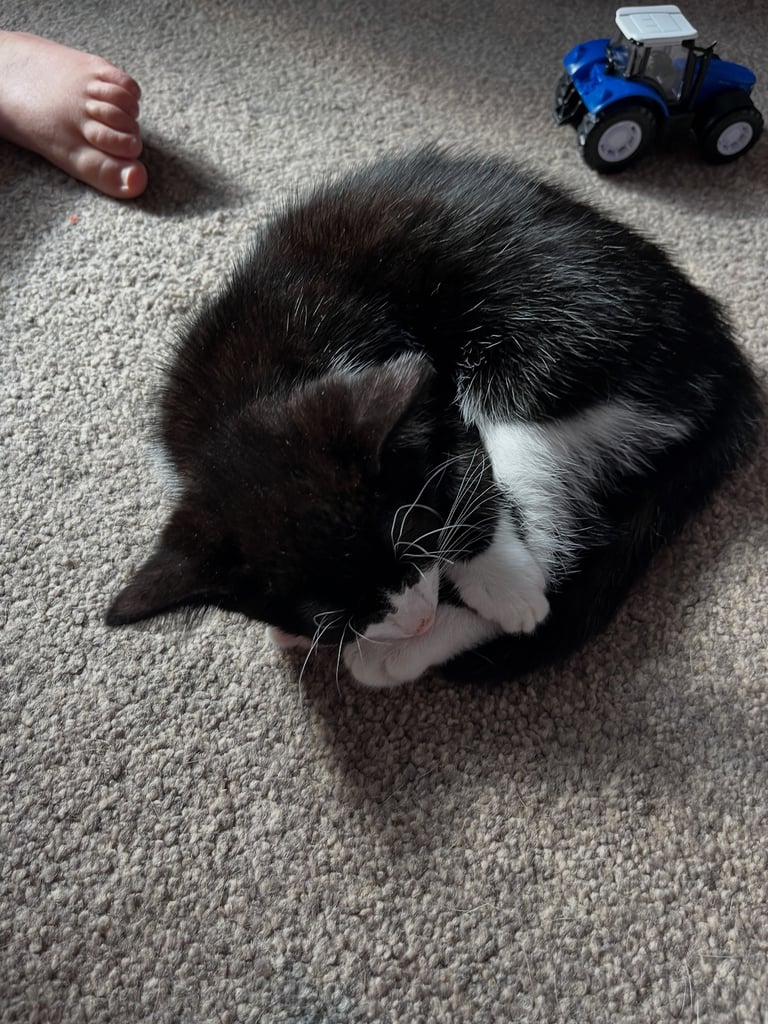 Female kitten 