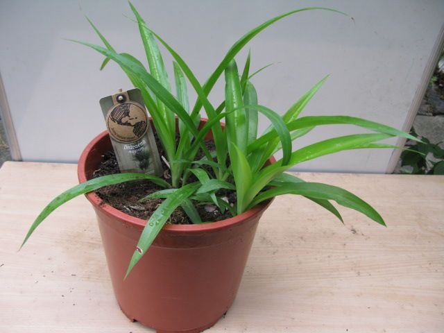Plant Dracaena Marginata or Madagascar dragon tree