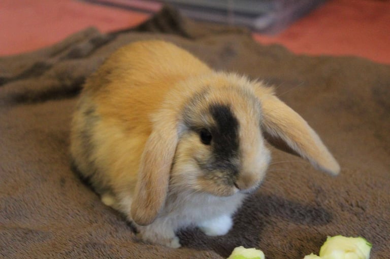 Baby mini lop rabbits