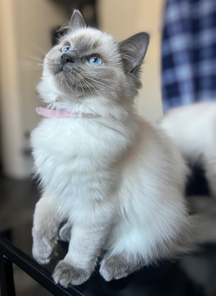 1 Adorable Ragdoll Boy left & Looking for Their Loving Home 