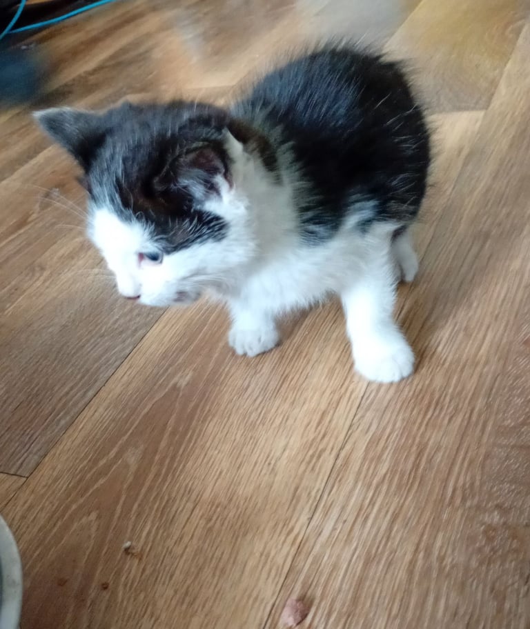 Adorable kittens 