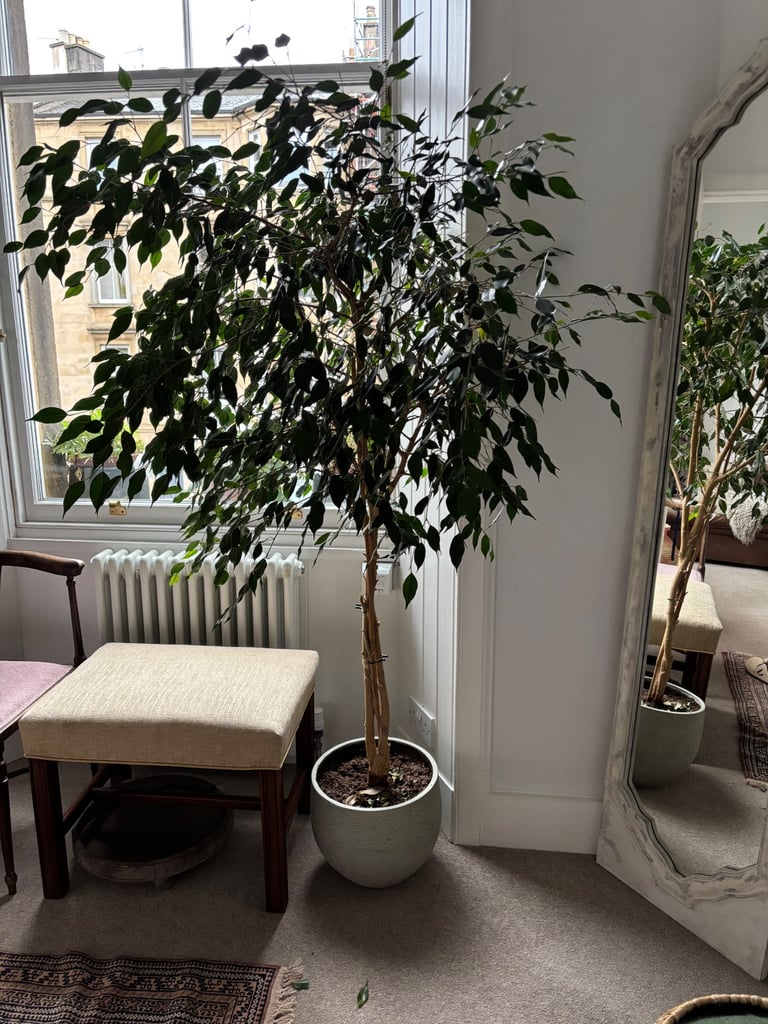 image for Beautiful house plant in planter