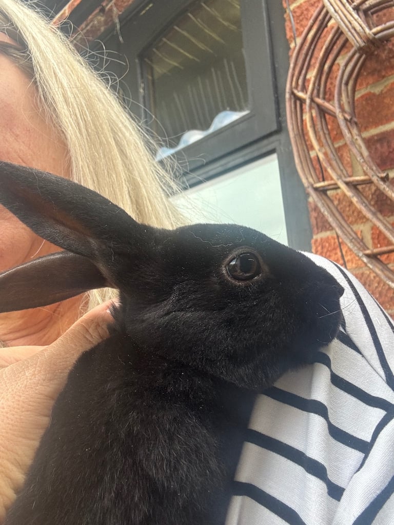 image for Rex rabbits 