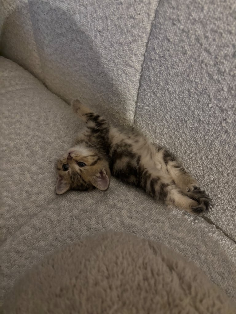 Kitten for sale 