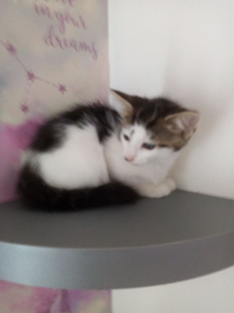 image for Kitten