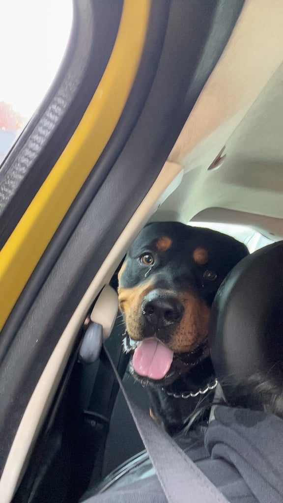 Bruno. Stunning 1yr 8months Rottweiler boy