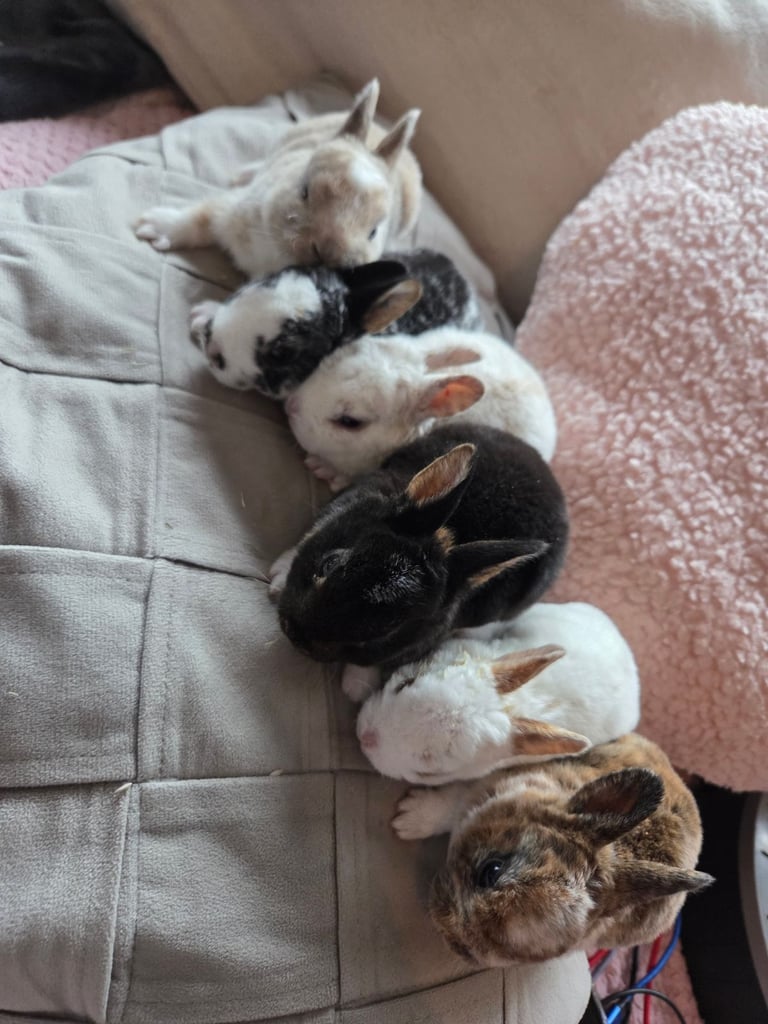 🐰 Beautiful mini rex babies 🐰