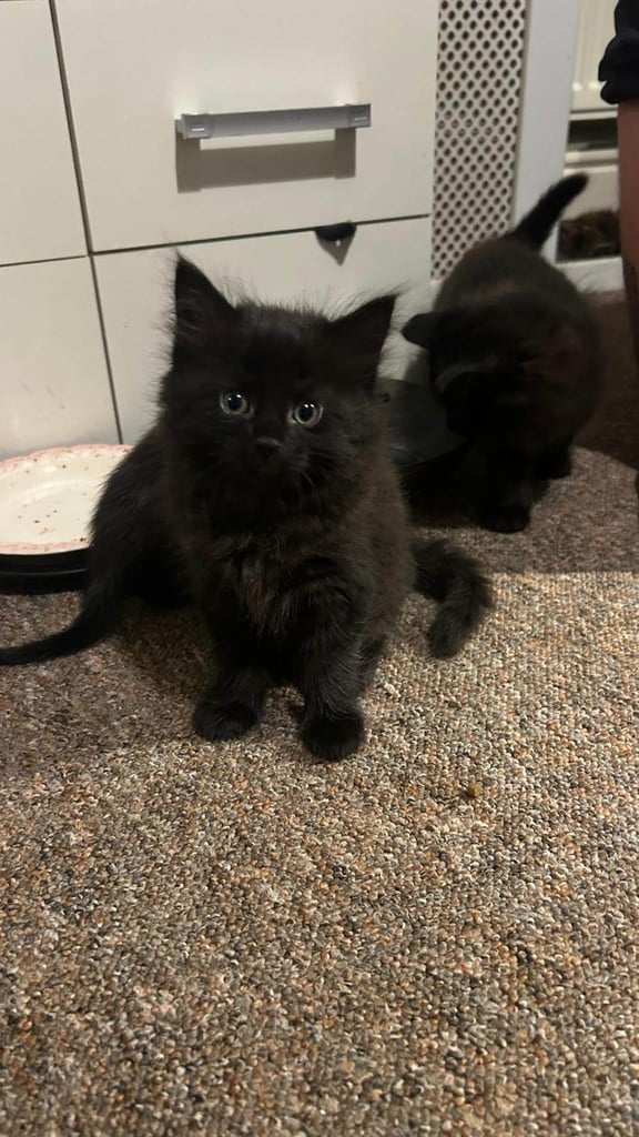 Six gorgeous kittens for sale