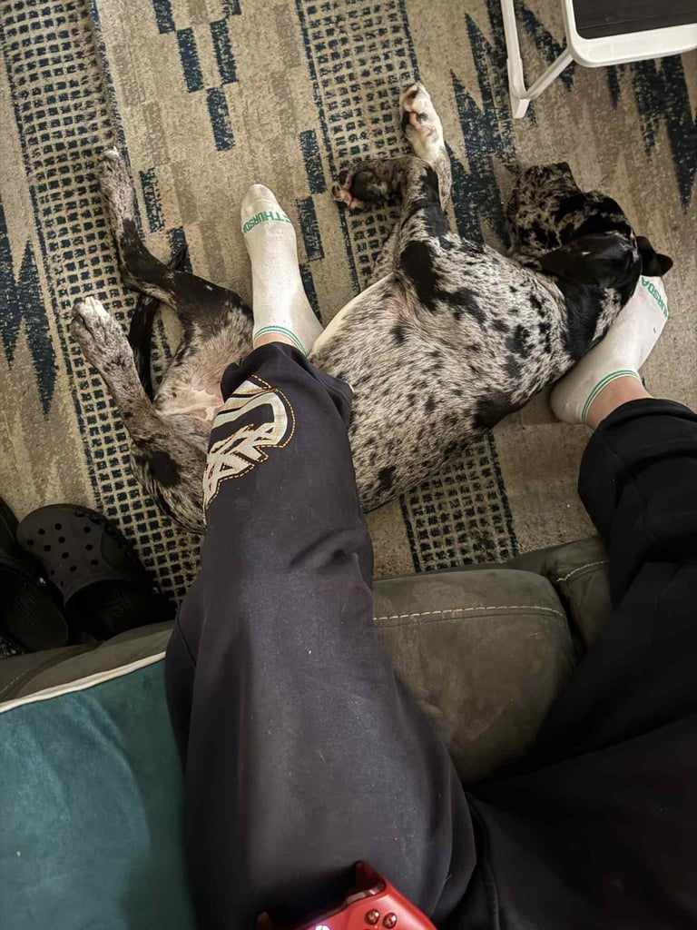 Loving dog needs rehoming