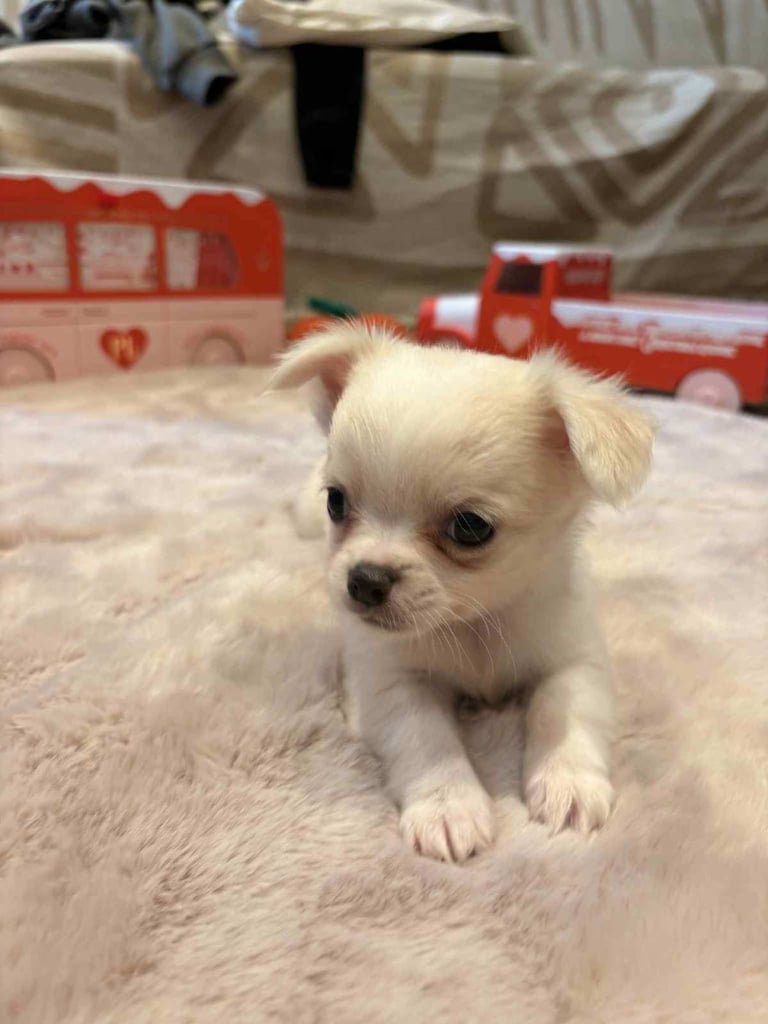 Chihuahua 
