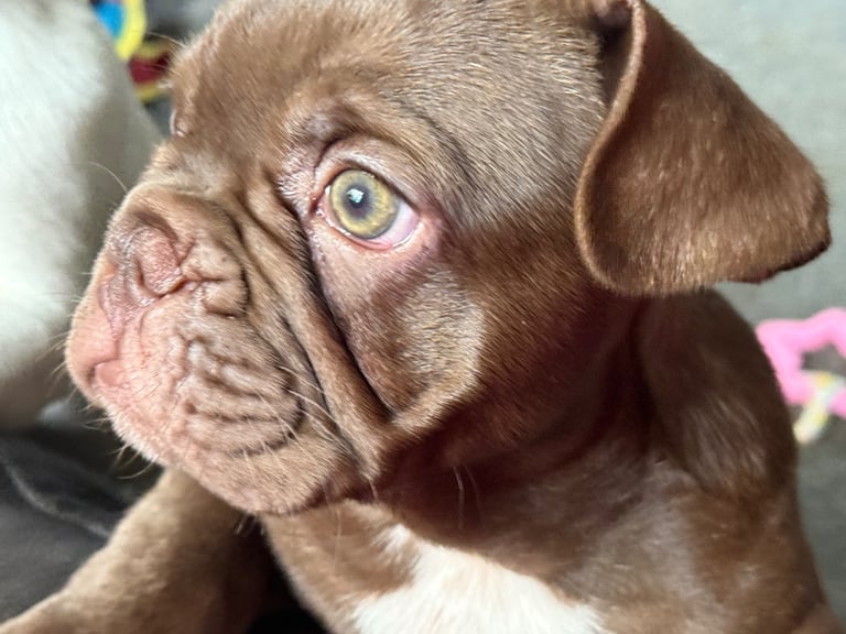 French bulldog puppies 