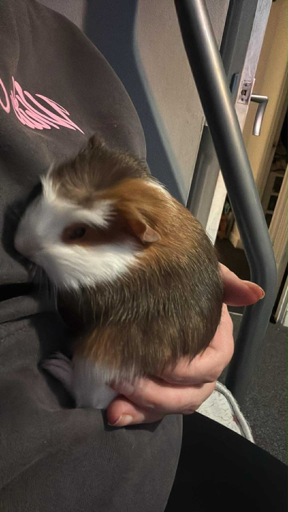 Guinea pigs ready to go now 