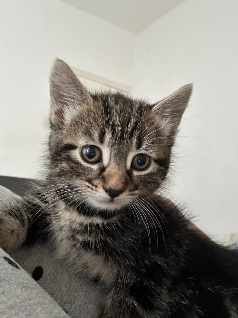 Tabby kittens