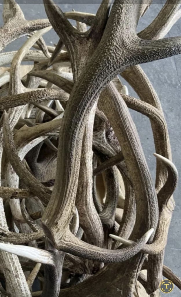 Antler 
