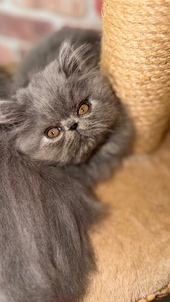 image for Last Exotic boy. Grand Imperial Pedigree and GCCF Registered. 