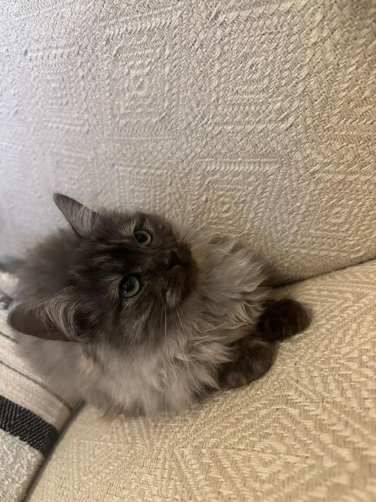 2 Male Ragdoll Kittens 