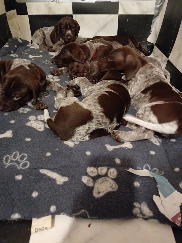Amazing Pointer Puppies For Sale Excellent Pedigree