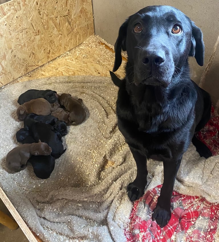 Labrador x Cocker Spaniel Puppies 