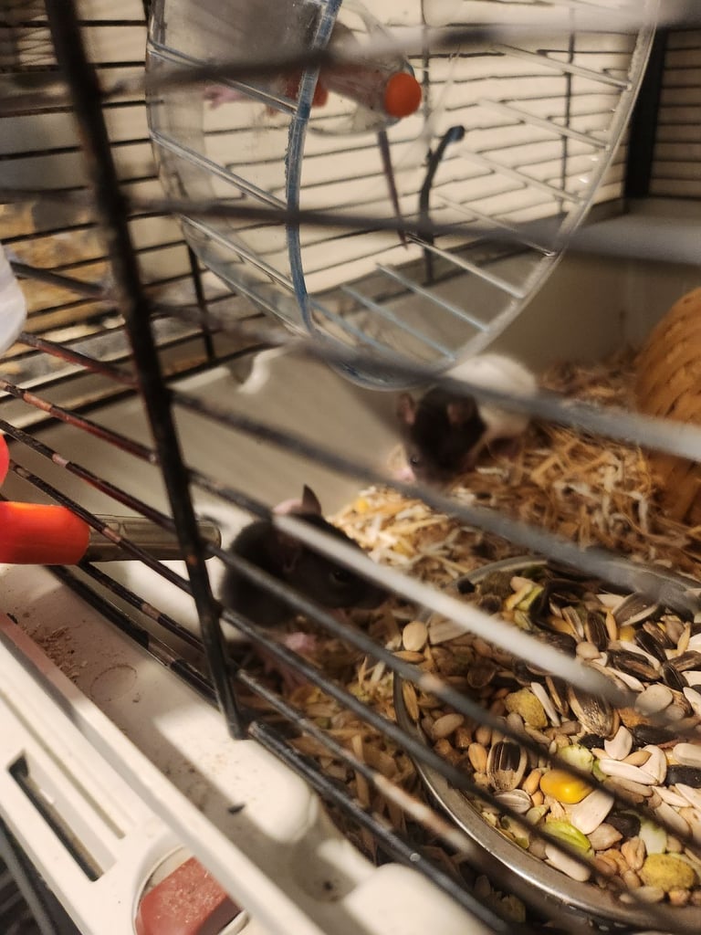 3 girls left Topeard&dumbos on way soon