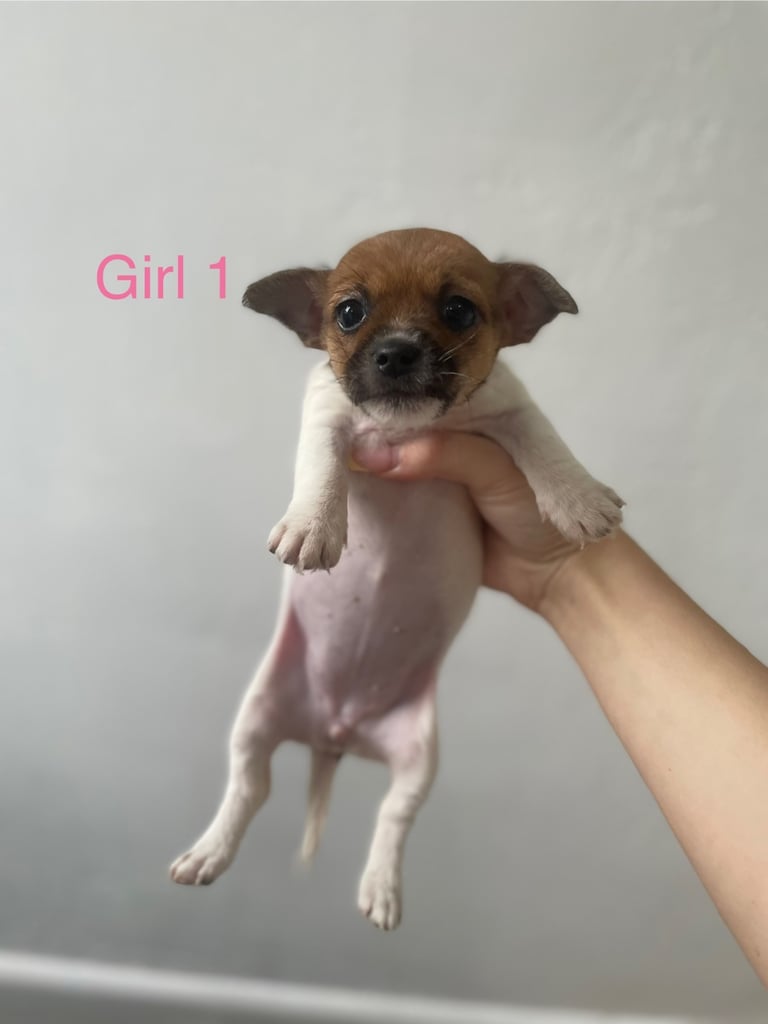 Beautiful Jack-Tzu puppies in Derby