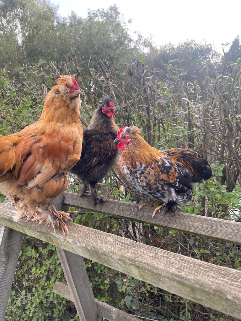 image for Bantam Cockerel - Ready for his Forever Home!  - Collection from Ferndown, Dorset