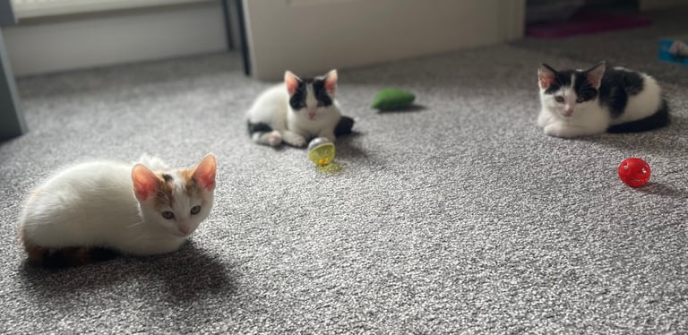 Kittens - 11 weeks old 