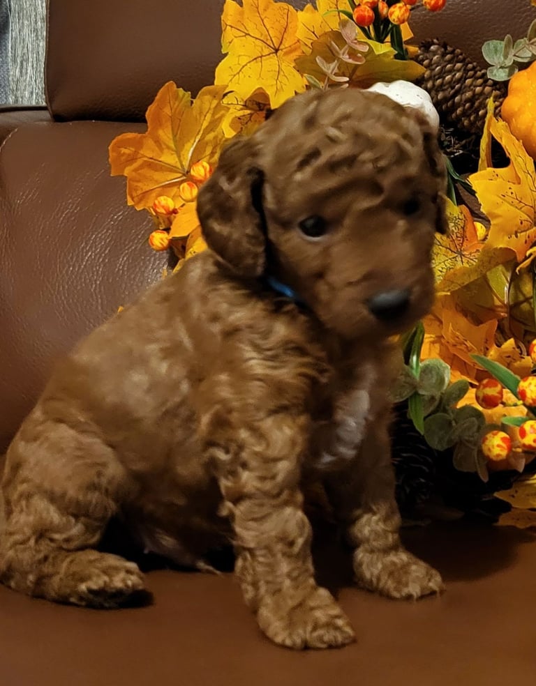 Golden and Red F1b cockapoo pups 