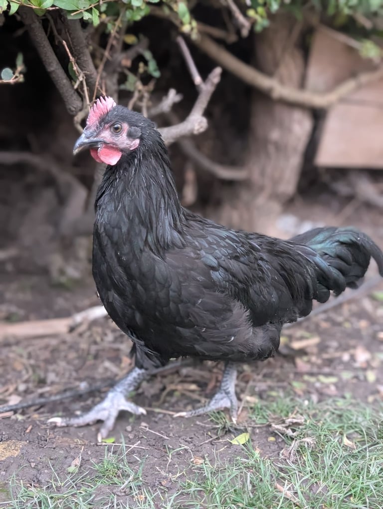 Black Scottish Dumpy Rooster