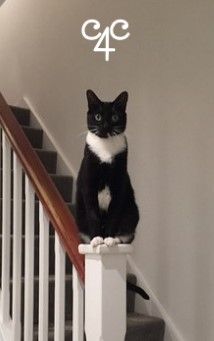 Brighton and Hove - FREE cat-sitting, house-sitter available