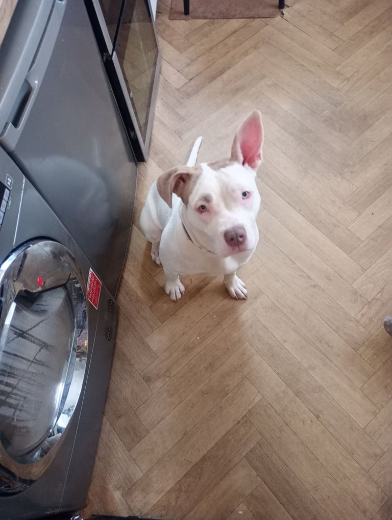 Mixed breed for sale 