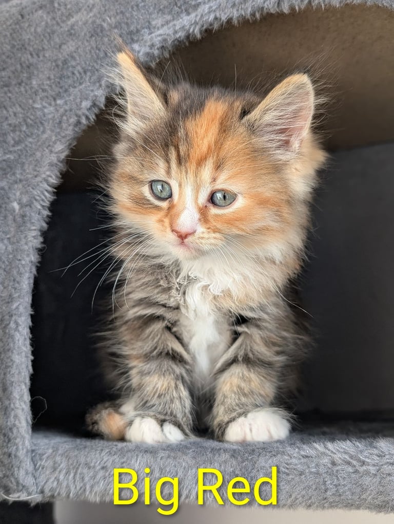 6 Beautiful Kittens - ONE AVAILABLE 