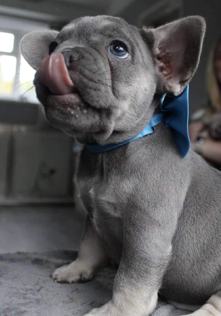 French Bulldog Puppies 