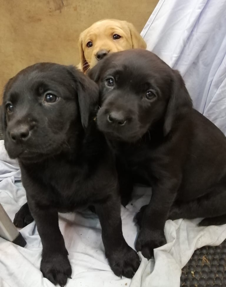 Beautiful Pups