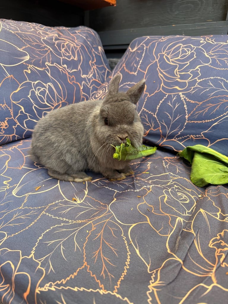 Netherlands Dwarf Bunnies