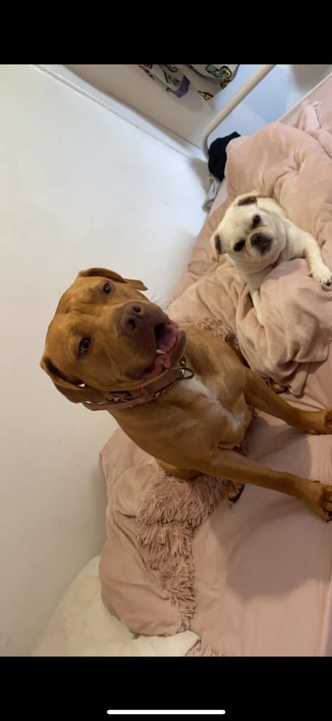 American bulldog for sale 
