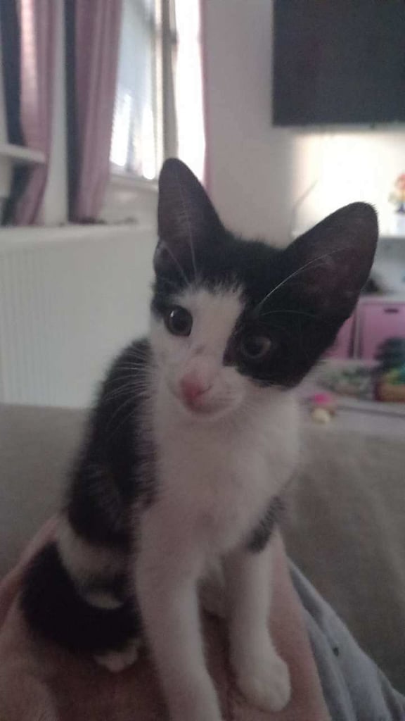 image for 11 week old kitten 