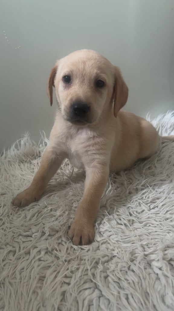 Labrador puppies last girl 