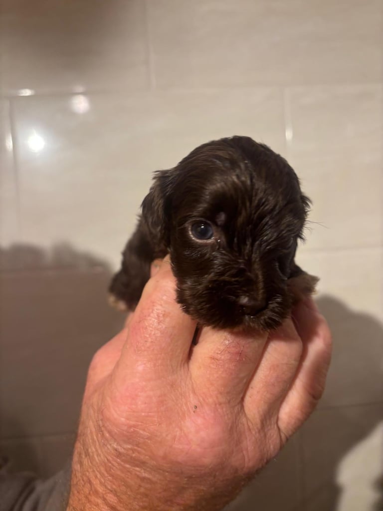 f2 Cockapoo puppies 7 left 