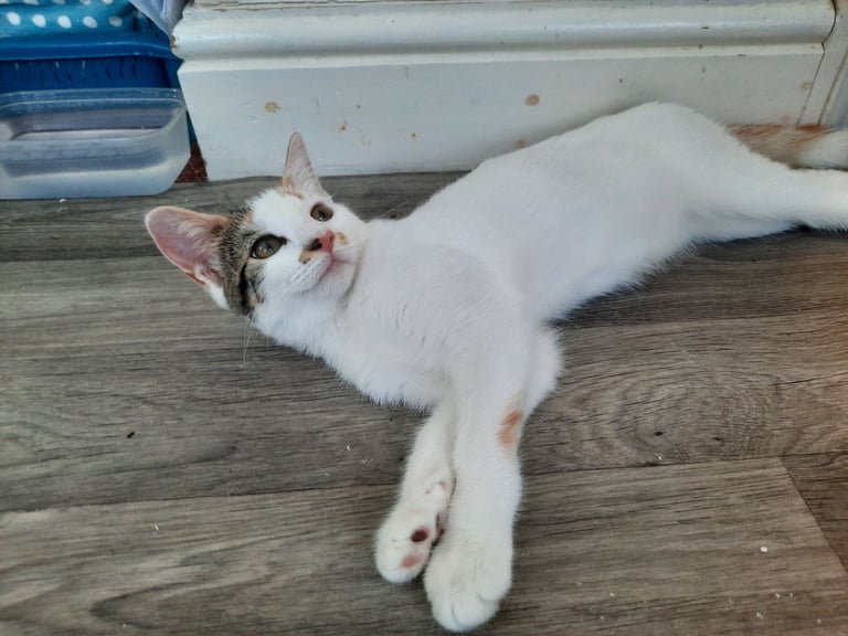 beautiful female kittens, white / tabby, looking for a new home