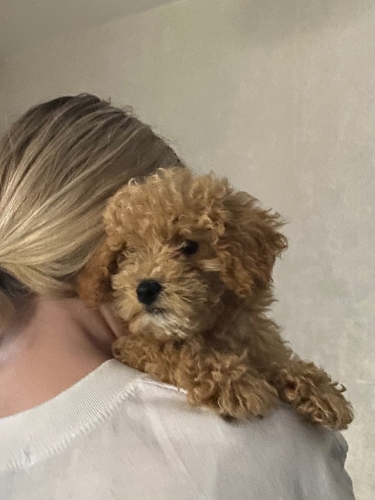 Beautiful teddy bear Maltipoo 