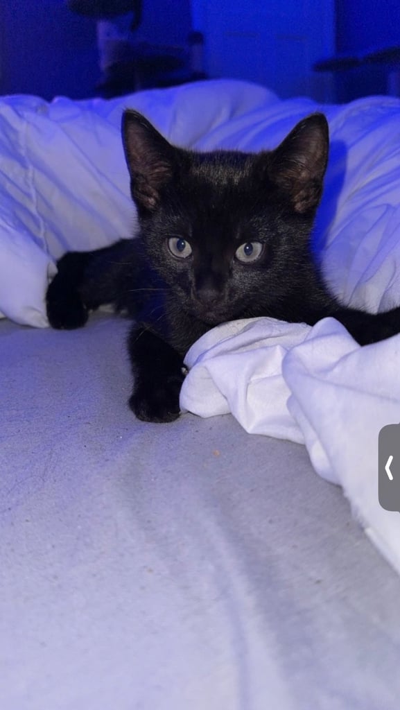 last kitten 