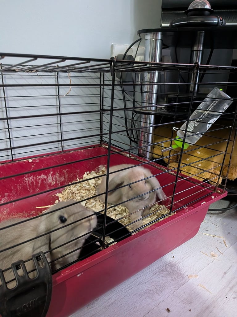 2 male mini lops ready now