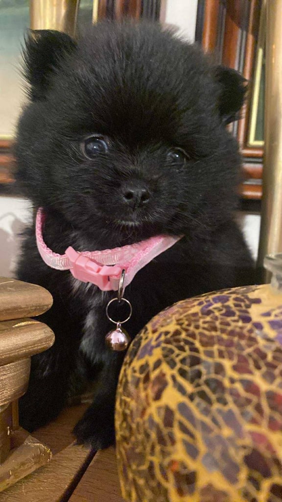 Pomeranian puppies - AVAILABLE 