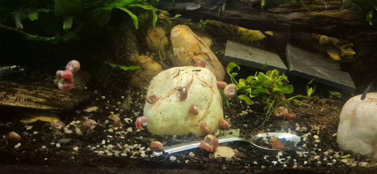 image for Guppies and ramhorn snails 