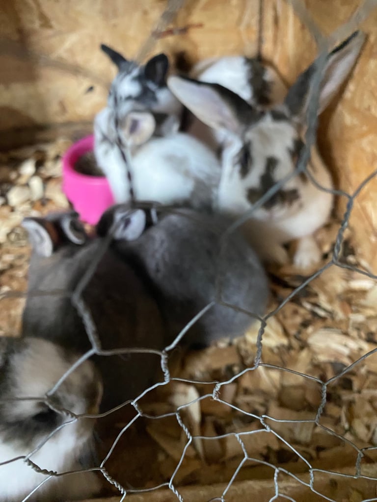 Lion head x mini lop 