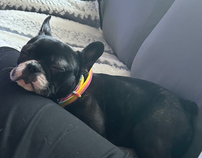 1 year old french bulldog for sale.