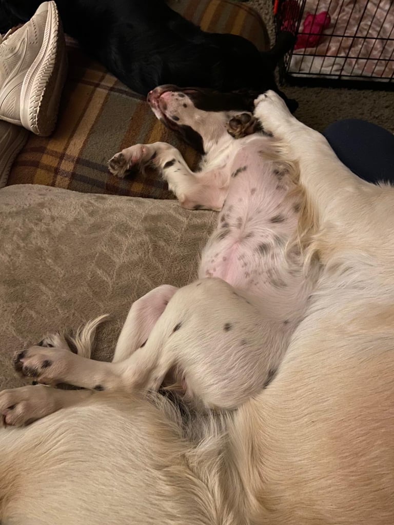 Beautiful girl looking for her forever family 