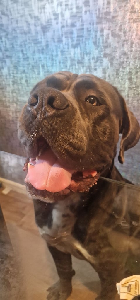 Cane corso